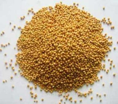 Pure Organic Yellow Mustard Seeds Purity: 99.9%