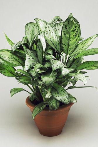 Green Indoor Plants For Decoration