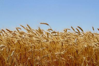 Light Brown High Protein Indian Wheat