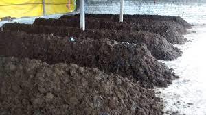 Vermi Compost Organic Fertilizer