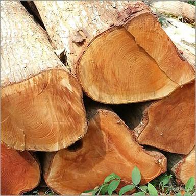Benin Teak Timber Logs Power Source: Electricity