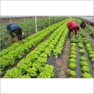 Agriculture Horticulture Consultancy