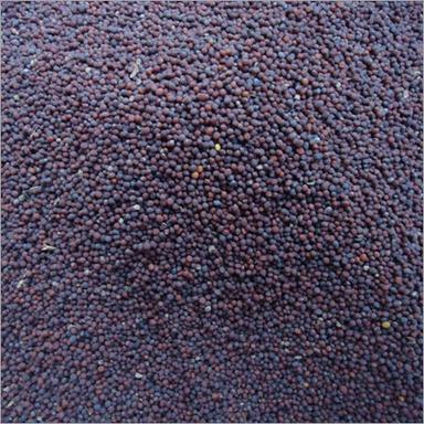 Dry Mustard Seeds