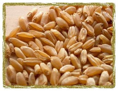 Durum Wheat