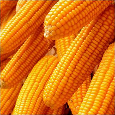 Maize Corn