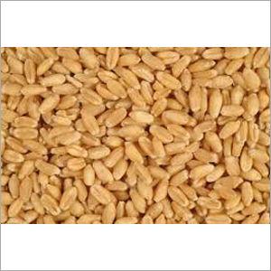 Wheat Grains