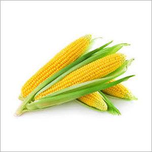 Yellow Corn