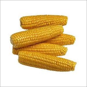 Yellow Maize Corn Application: For Flooring And Countertops Use
