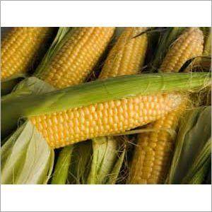Beige Colour Fresh Sweet Corn