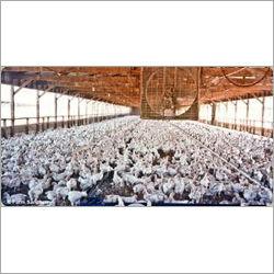 JEGANATHA Poultry Feed Supplements