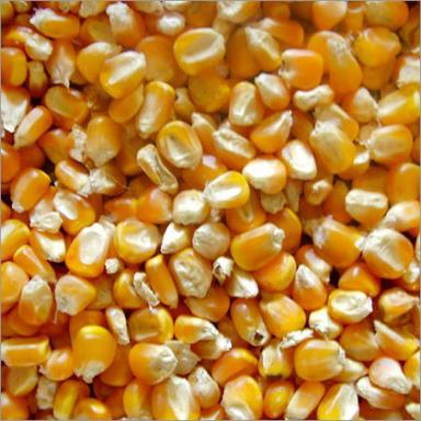 Maize Cattle Feed