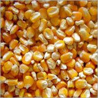 Yellow Corn