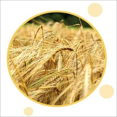 As Per Requirement Barley Seeds