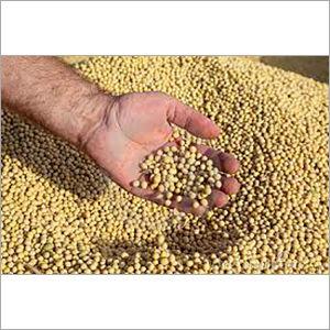 Nutritional Soya Bean Seeds