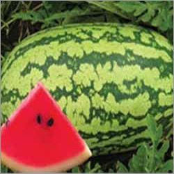 Watermelon Hybrid Seeds