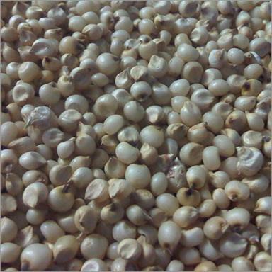 Jowar Seeds