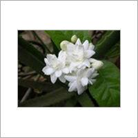 Light Grey Jasmine Flower
