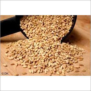 Indian Milling Wheat