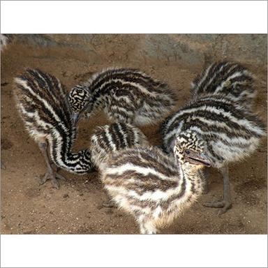 EMU Bird Chicks