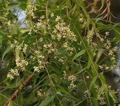 Neem Varnacular Names Seeds And Leaves