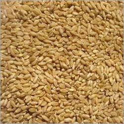 Plastic Sharbati Wheat