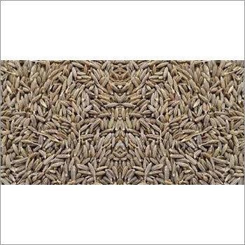 Cumin Seed