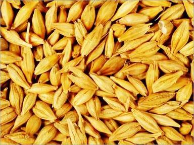 Organic Barley Grains