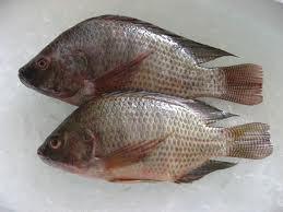 Sea Food Fish