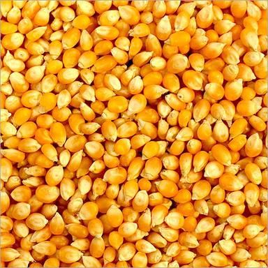 Yellow Corn Grade: A Grade
