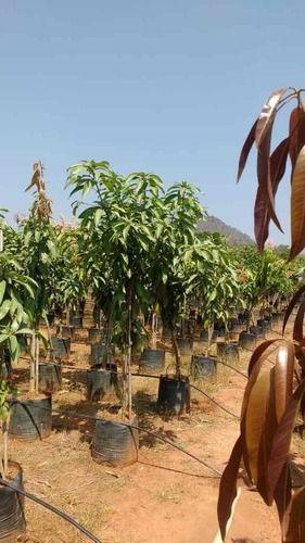 Dasheri Mango Plant Size: Variable