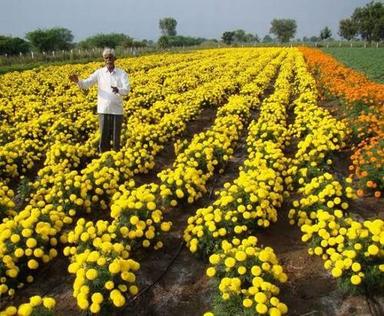 Apsara Yellow Tagetes Erecta African Marigold Flowers