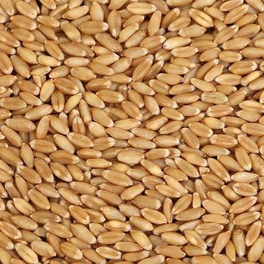 Hard Light Yellow Wheat Grain