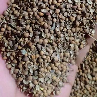 Common Natural Dried Coriander Seeds