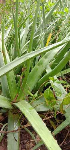 Herbal Product Natural Fresh Aloevera Leaves