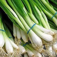 Long White Spring Onion For Cooking, Salad