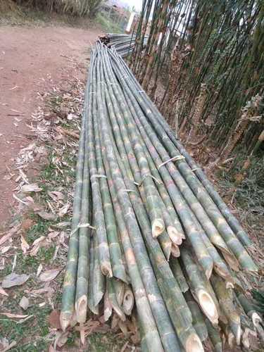 Green Color Bamboo Cane