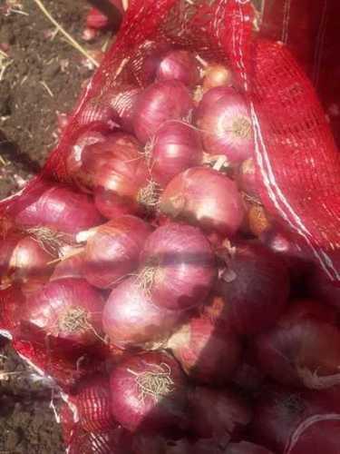 Round Export Quality Red Onion
