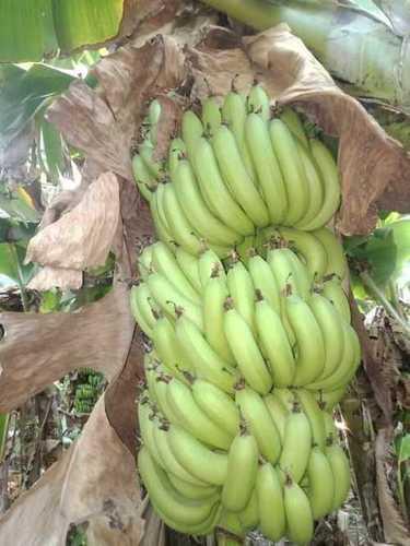 Green Farm Fresh Cavandish Banana