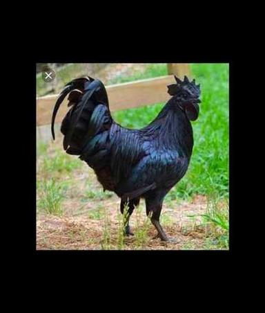 Black Color Healthy Chicken Gender: Male