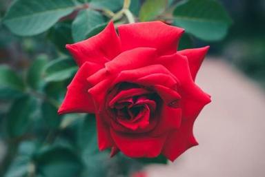  सुंदर ताजा लाल गुलाब शेल्फ लाइफ: 0-3 दिन