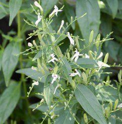 Andrographis Paniculata Leaves, Medical Grade Ingredients: Herbs