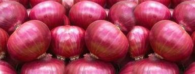 Fresh Organic Red Onion Shelf Life: 40 Days Days