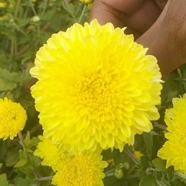 Yellow Colors Chrysanthemum Flower Size: Various Sizes Are Available