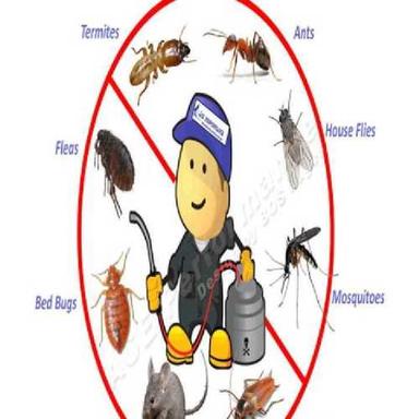 Termites Control Service Provider