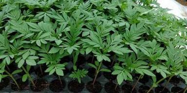 Fresh Green Marigold Plant Size: Multiple