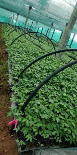  खेती के लिए हरे टमाटर का पौधा 