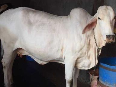 White Tharparkar Cow Trader