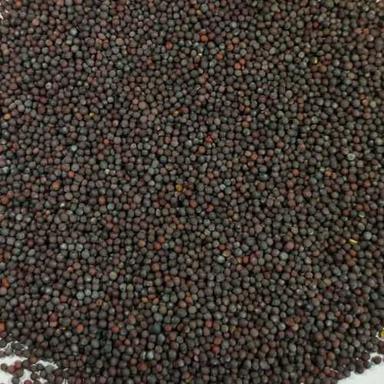 Common Natural Dried Black Mustard Seeds
