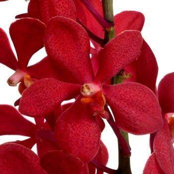 Mokara Orchid