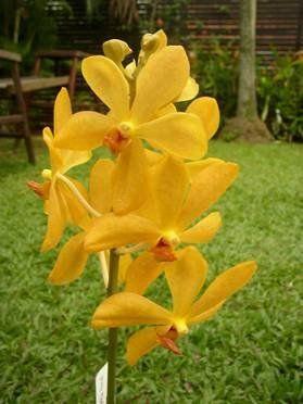 Semi-Automatic Mokara Orchid